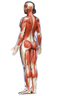 3D, kadın kas sisteminin tıbben doğru bir göstergesi.
