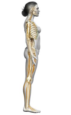 3D, bir kadın sinir sisteminin ve iskelet sisteminin tıbbi olarak doğru bir gösterimi.
