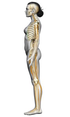 3D, bir kadın sinir sisteminin ve iskelet sisteminin tıbbi olarak doğru bir gösterimi.