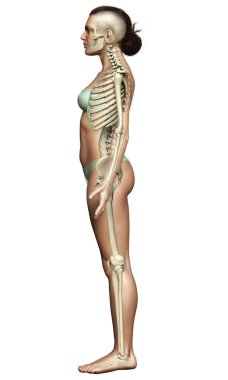 3D üretilmiş, tıbben doğru bir kadın iskelet sistemi çizimi
