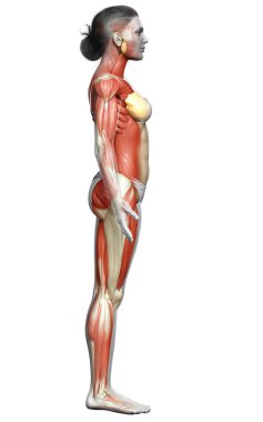 3D, kadın kas sisteminin tıbben doğru bir göstergesi.
