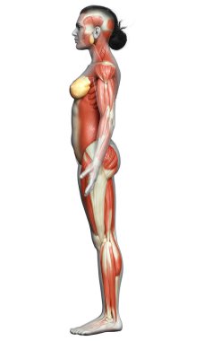 3D, kadın kas sisteminin tıbben doğru bir göstergesi.