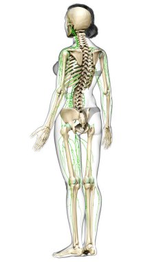 3D, tıbbi olarak bir kadın lenf sisteminin doğru bir çizimi.