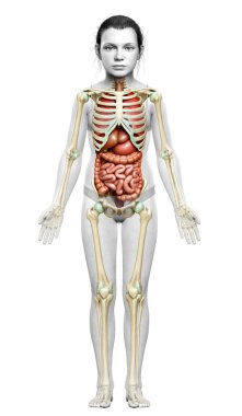 3D, kızın iç organlarının ve iskelet sisteminin tıbben doğru bir çizimi.