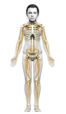 3D, genç bir kızın sinir sistemi ve iskelet sisteminin tıbben doğru bir gösterimi.