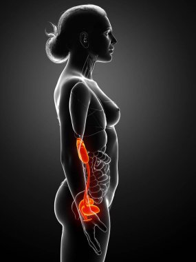 3D, kadın rahim anatomisinin tıbben doğru bir gösterimi.