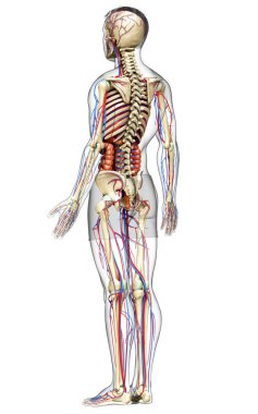 3D, erkek iç organlarının, iskeletinin ve dolaşım sisteminin tıbben doğru bir çizimi.