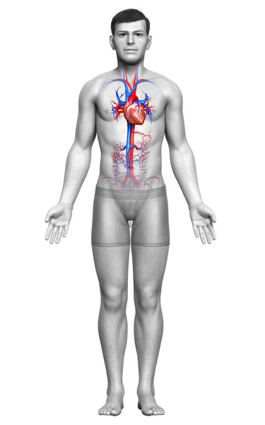 Renderizado Ilustración Médicamente Precisa Del Corazón Masculino —  Fotos de Stock