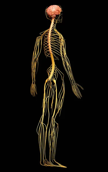 Rendu Illustration Médicalement Précise Système Nerveux — Photo