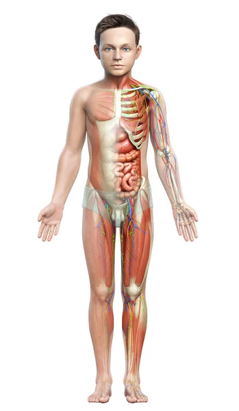 Görs Medicinskt Korrekt Den Manliga Anatomin — Stockfoto