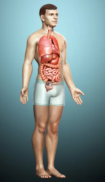 Renderizado Ilustración Médicamente Precisa Los Órganos Internos Masculinos — Foto de Stock