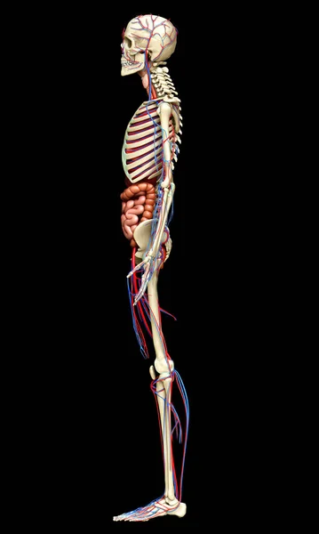 Medisch Nauwkeurige Illustratie Van Mannelijke Inwendige Organen Skelet Bloedsomloop — Stockfoto