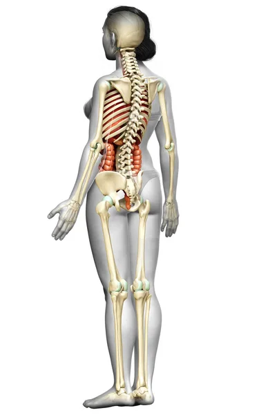 Απόδοση Ιατρικά Ακριβή Απεικόνιση Των Γυναικείων Εσωτερικών Οργάνων Και Σκελετών — Φωτογραφία Αρχείου