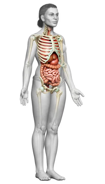 Rendered Medically Accurate Illustration Female Internal Organs Skeleton Syste — Stock Photo, Image