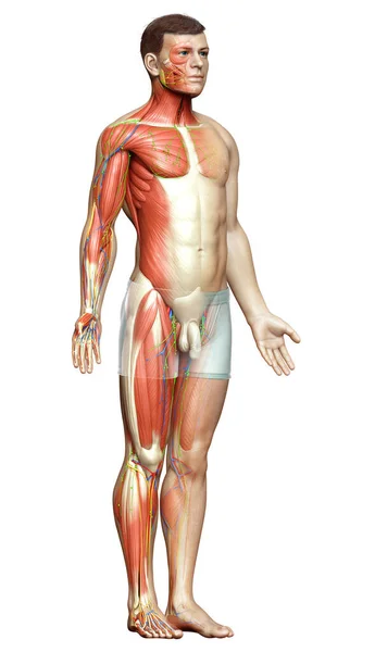Renderowane Medycznie Dokładna Ilustracja Męskiego Układu Mięśniowego — Zdjęcie stockowe