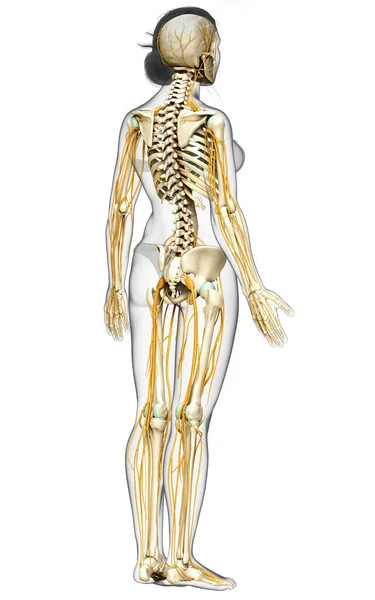 Renderizado Ilustração Medicamente Precisa Sistema Nervoso Feminino Sistema Esqueleto — Fotografia de Stock