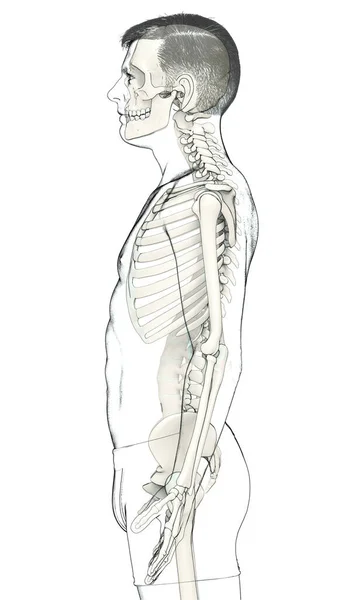 Kiolvasztott Orvosilag Pontos Illusztrációja Egy Férfi Csontváz Rendszer — Stock Fotó