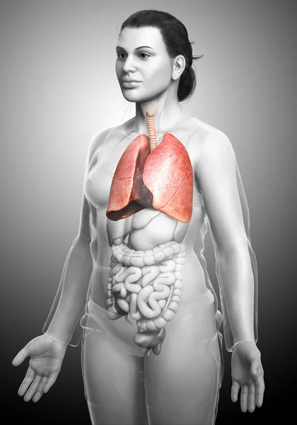 Rendered Medically Accurate Illustration Female Lung Anatomy — Stock Photo, Image