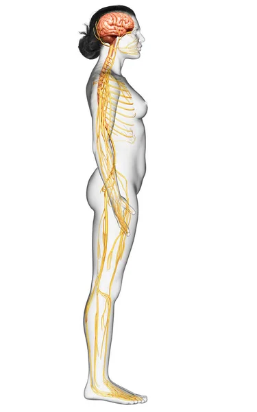 Gerenderte Medizinisch Korrekte Darstellung Eines Weiblichen Nervensystems — Stockfoto
