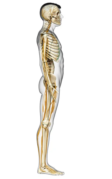 Renderizado Ilustración Médicamente Precisa Del Sistema Nervioso Sistema Esquelético —  Fotos de Stock