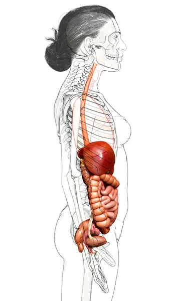 Тривимірна Медично Точна Ілюстрація Жіночих Внутрішніх Органів — стокове фото