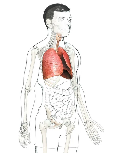 Renderowana Medycznie Dokładna Ilustracja Męskiej Anatomii Płuc — Zdjęcie stockowe