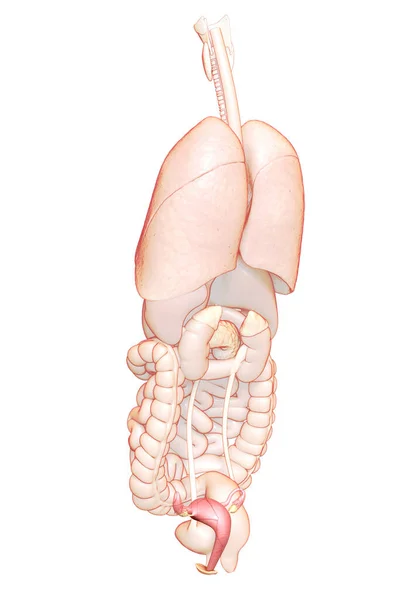 Provedená Lékařsky Přesná Ilustrace Ženské Dělohy Anatomie — Stock fotografie