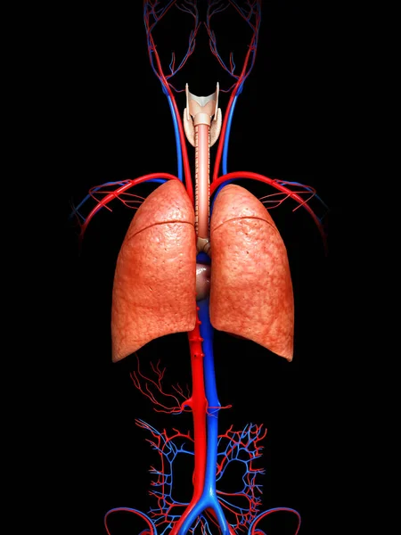 Renderizado Ilustración Médicamente Precisa Una Anatomía Pulmonar — Foto de Stock