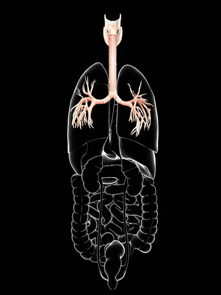 3D illustration of Larynx Trachea Bronchi Part of Respiratory System