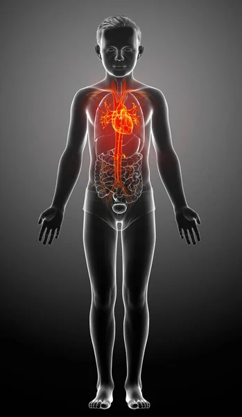 Оказана Медицинская Точная Иллюстрация Выделенного Оранжевого Мальчика Анатомии Сердца — стоковое фото