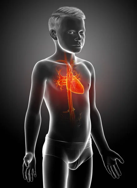 Rendered Medically Accurate Illustration Highlighted Orange Young Boy Heart Anatomy — Stock Photo, Image