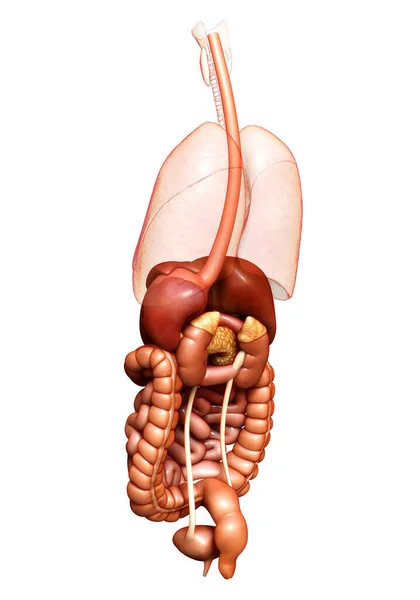 Renderizado Ilustración Médicamente Precisa Del Sistema Digestivo —  Fotos de Stock