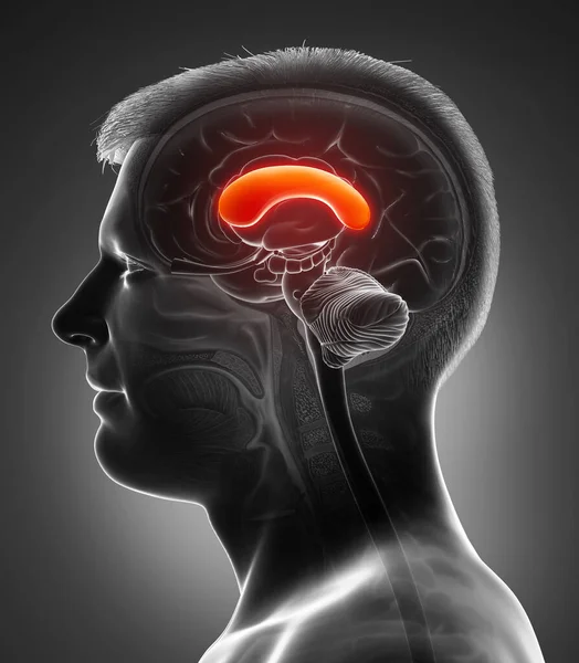 Renderizado Ilustración Médicamente Precisa Cerebro Masculino Anatomía Front Corpus — Foto de Stock