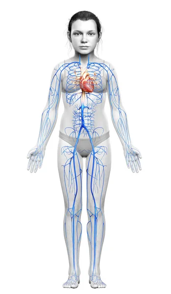 Gerenderte Medizinisch Korrekte Illustration Der Anatomie Der Venen Eines Jungen — Stockfoto