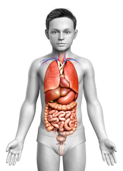 Renderizado Ilustración Médicamente Precisa Del Niño Órganos Internos —  Fotos de Stock