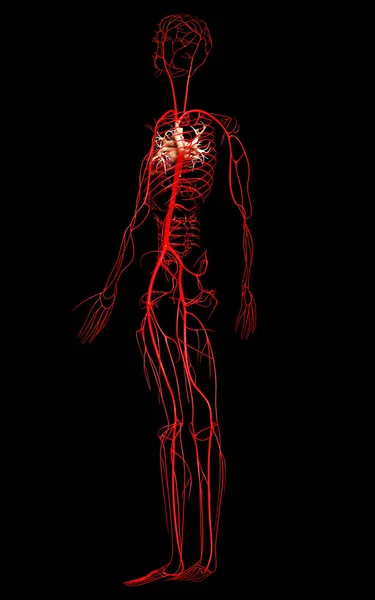Gerenderte Medizinisch Korrekte Darstellung Von Arterien — Stockfoto