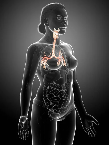 Solunum Sistemi Nin Gırtlak Soluk Borusu Bronşunun Boyutlu Çizimi — Stok fotoğraf