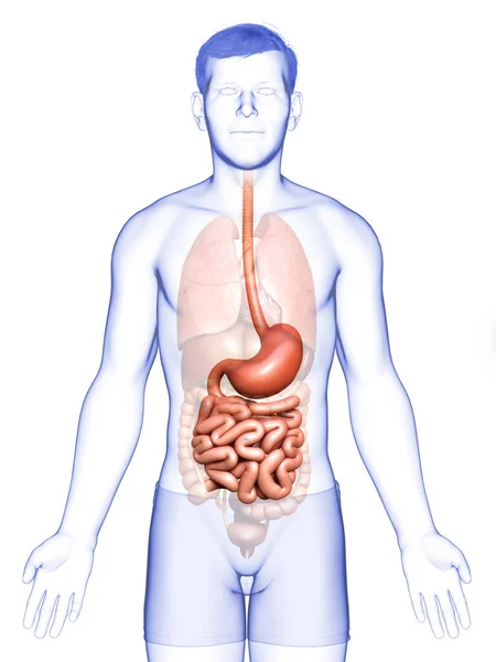 Gerenderte Medizinisch Korrekte Darstellung Eines Männlichen Magens Und Dünndarms — Stockfoto