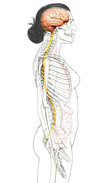 Renderizado Ilustración Médicamente Precisa Del Cerebro —  Fotos de Stock