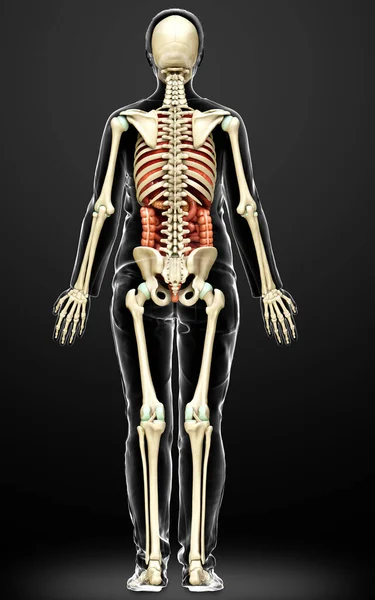 Απόδοση Ιατρικά Ακριβή Απεικόνιση Των Γυναικείων Εσωτερικών Οργάνων Και Σκελετών — Φωτογραφία Αρχείου