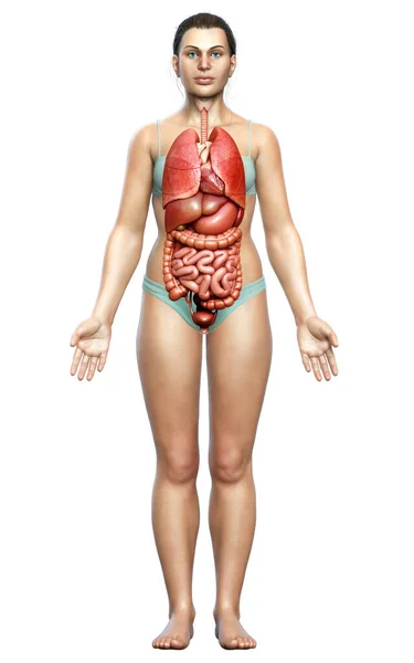 Rendered Medically Accurate Illustration Female Internal Organs — Stock Photo, Image