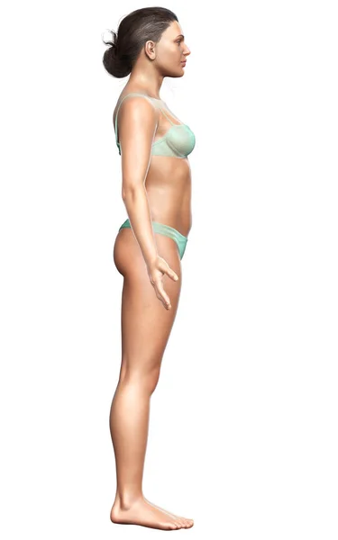 Rendered Illustration Female Body — Stock Photo, Image