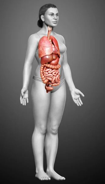 Rendered Medically Accurate Illustration Female Internal Organs — Stock Photo, Image