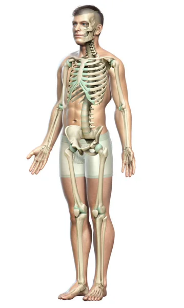 Renderizado Ilustración Médicamente Precisa Sistema Esqueleto Masculino —  Fotos de Stock