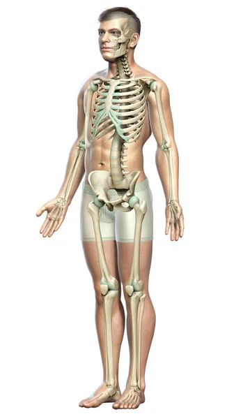 Rendered Medically Accurate Illustration Male Skeleton System — Stock Photo, Image