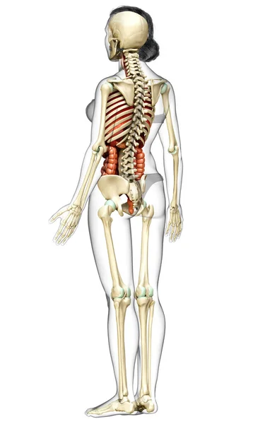 Renderizado Ilustración Médicamente Precisa Órganos Internos Femeninos Esqueleto Syste —  Fotos de Stock