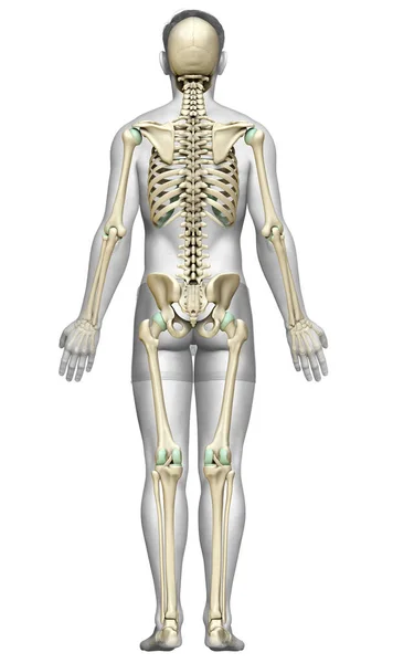 3D渲染的 医学上准确的男性骨骼系统图解 — 图库照片