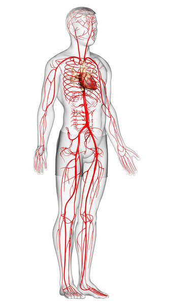 3d оказана медицинская точная иллюстрация мужских артерий
