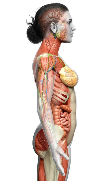 Rendered Medically Accurate Female Anatomy — Stock Photo, Image