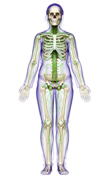 Gerenderte Medizinisch Genaue Darstellung Eines Weiblichen Lymphsystems — Stockfoto